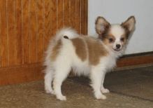 Lovable and Friendly Papillon Pups For Sale -E mail me on ( paulhulk789@gmail.com )