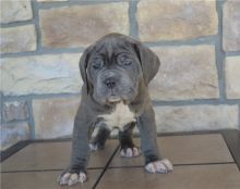 Neapolitan Mastiff Puppies For Sale-E mail me on ( paulhulk789@gmail.com )