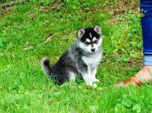 Quality Pomsky Pups Ready For Good Homes-Text on ( 204-817-5731)