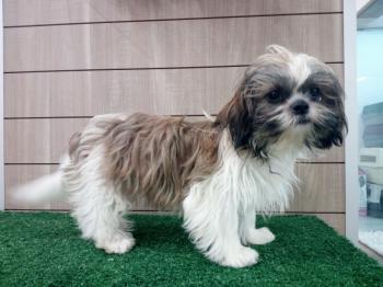 Adorable Male And Female Shih Tzu Puppies Image eClassifieds4u