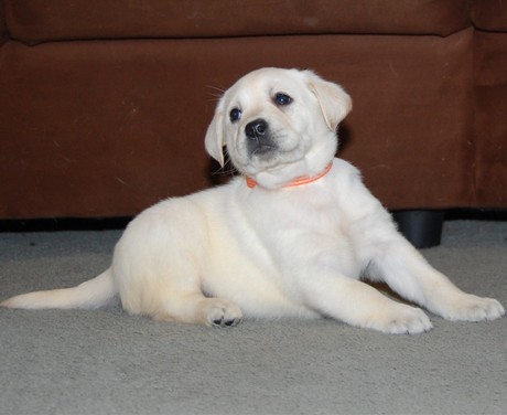 Affectionate Labrador Retriever Puppies Now Ready-E mail me on ( paulhulk789@gmail.com ) Image eClassifieds4u