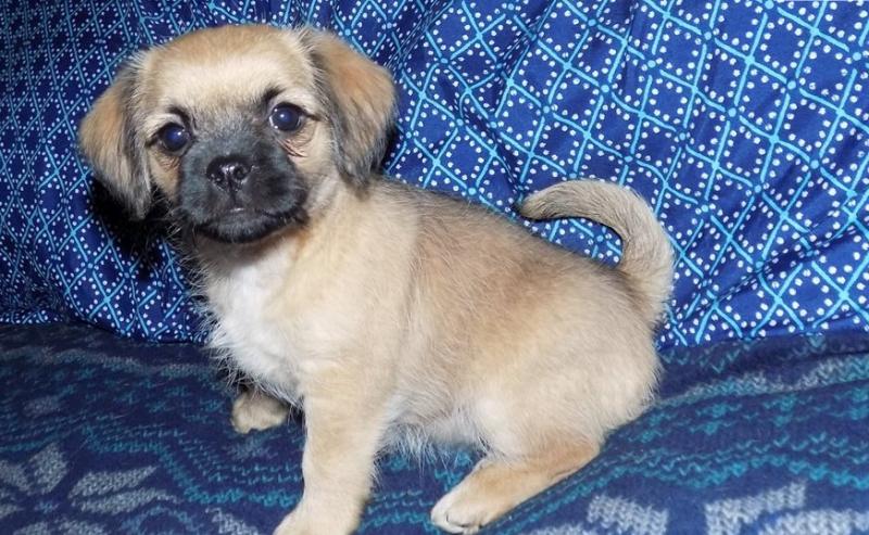 Brussels Griffon Puppies Ready Now-E mail me on ( paulhulk789@gmail.com ) Image eClassifieds4u