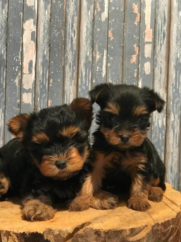 Cute Teacup Yorkie Puppies Available Image eClassifieds4u