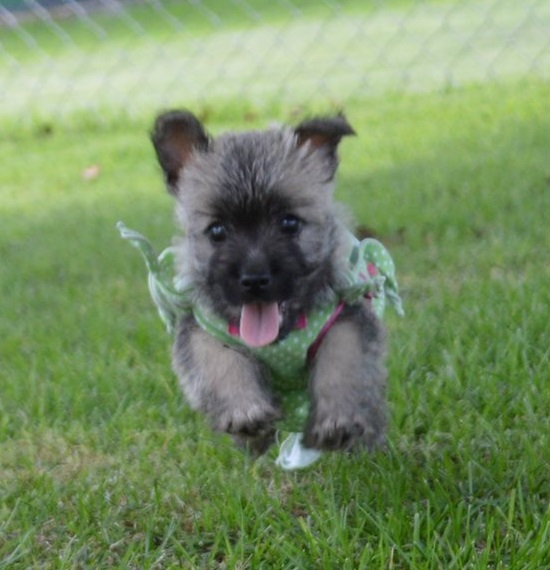 Healthy Cute Cairn Terrier Puppies For Sale- E mail me on ( paulhulk789@gmail.com ) Image eClassifieds4u