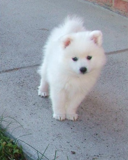 Japanese Spitz Pups Ready-E mail me on ( paulhulk789@gmail.com ) Image eClassifieds4u