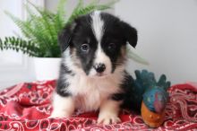 🐾💝Male and Female Pembroke Welsh Corgi Puppies Ready Now💝💝Call or text (716) 402-8078 Image eClassifieds4U