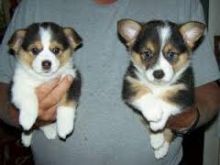 🐾💝Male and Female Pembroke Welsh Corgi Puppies Ready Now💝💝Call or text (716) 402-8078 Image eClassifieds4U