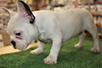 beautiful little medium cream black mask French Bulldog Image eClassifieds4U