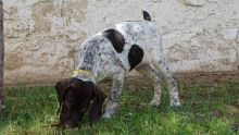 German Shorthaired Pointer Puppies For Sale-E mail me on ( paulhulk789@gmail.com ) Image eClassifieds4U