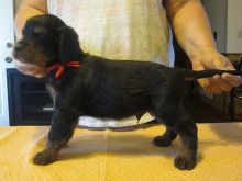 Gordon Setter puppies READY NOW!-E mail me on ( paulhulk789@gmail.com ) Image eClassifieds4u 2