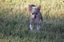 Quality Chinese Crested Pups Ready-E mail me on ( paulhulk789@gmail.com ) Image eClassifieds4U