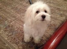 Quality German Shepherd puppies Image eClassifieds4u 1