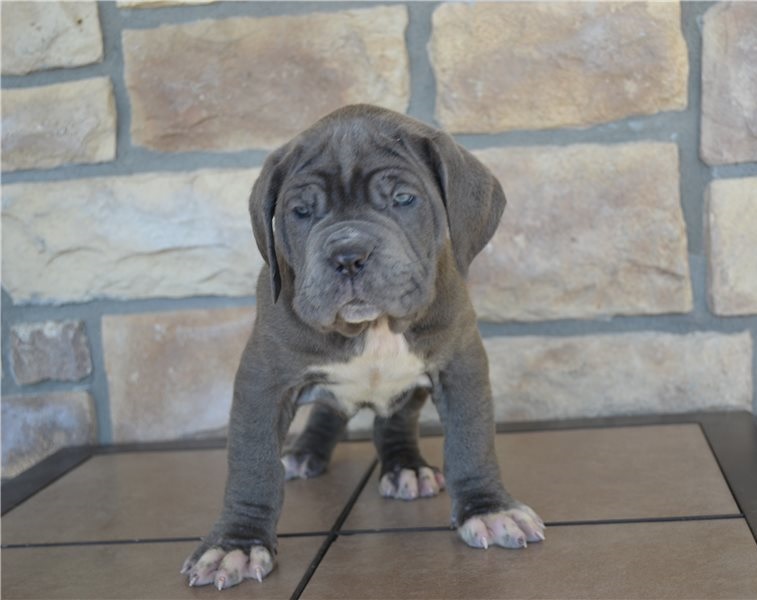 Neapolitan Mastiff Puppies For Sale-E mail me on ( paulhulk789@gmail.com ) Image eClassifieds4u