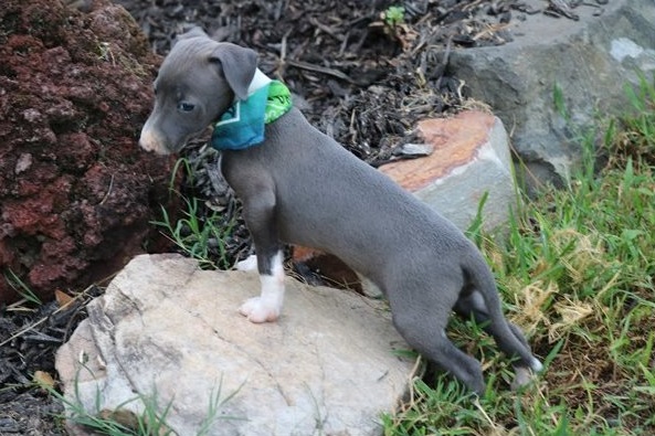 Pedigree Italian Greyhound Puppies Ready Now-Text now (204) 817-5731 Image eClassifieds4u