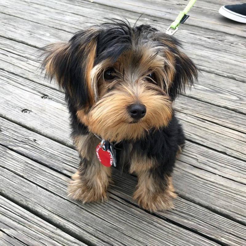 Purebred Tiny Yorkie Puppies Image eClassifieds4u