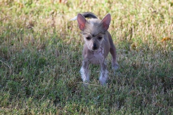 Quality Chinese Crested Pups Ready-E mail me on ( paulhulk789@gmail.com ) Image eClassifieds4u