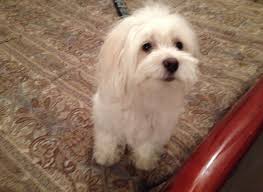 Quality German Shepherd puppies Image eClassifieds4u