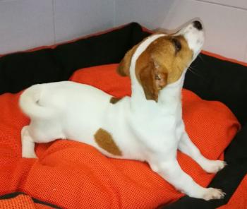 Beautiful True Black/White Jack Russel Male Image eClassifieds4u