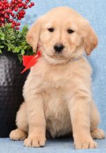 cute male and female Golden Retriever puppies now available.