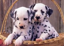 amazing dalmatian puppies