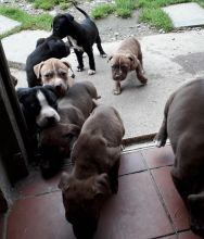 American pitt Bull Terrier puppies ready