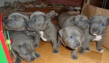American Staffordshire puppies ready