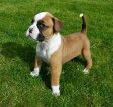 Boxer puppies