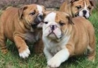 CKC registered English Bulldog puppies.