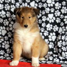 Collie puppies-male and female