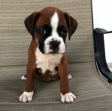 Cute Boxer Puppies