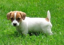 JACK RUSSELL TERRIER PUPPIES NOW READY FOR ADOPTION