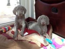 male and female Weimaraner puppies