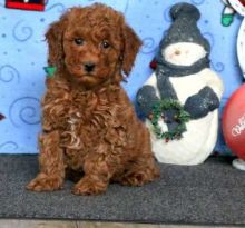 Mini Poodle Puppies