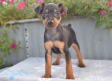 Miniature Pinscher puppies