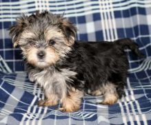 Morkie puppies