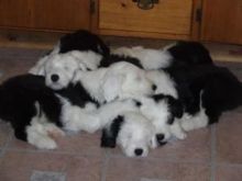 Old English Sheepdog puppies ready