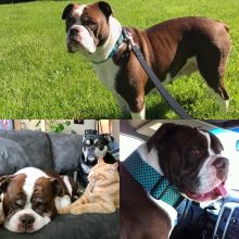 Olde english bulldogge puppies