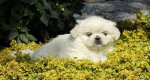 Pekingese puppies