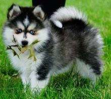 Pomsky puppies ready