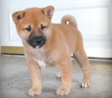 Top quality Shiba Inu puppies.