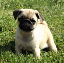 two adorable Pug puppies for good homes