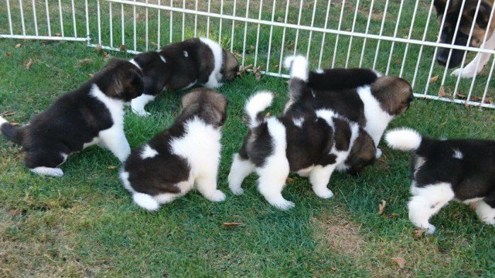 Akita Puppies ready Image eClassifieds4u