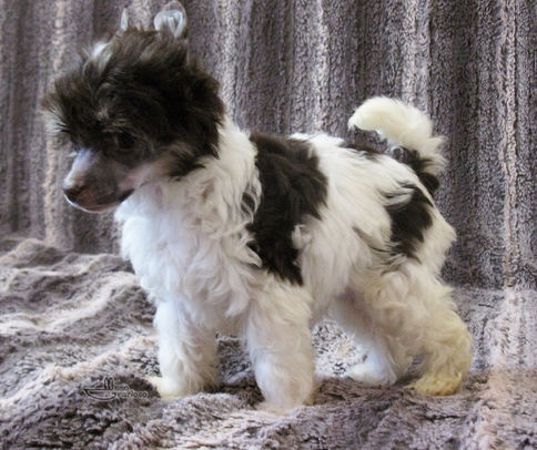 Chinese Crested puppies Image eClassifieds4u