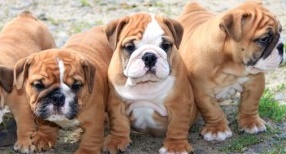 CKC registered English Bulldog puppies. Image eClassifieds4u