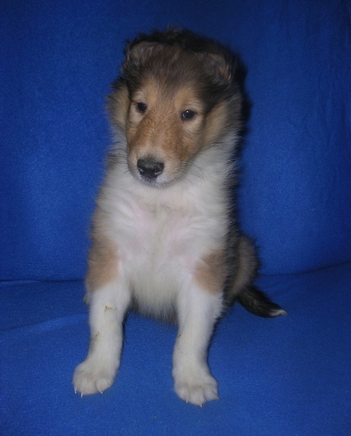 Collie puppies-male and female Image eClassifieds4u