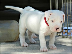 Dogo Argentino puppies Image eClassifieds4u