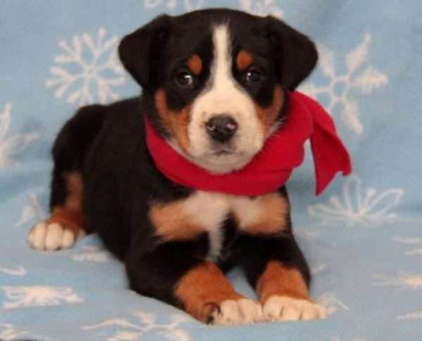 Greater Swiss Mountain Dog puppies Image eClassifieds4u