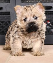 Cairn Terrier puppies Image eClassifieds4u 2