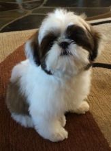 ✿✿ Excellent CKC Shih Tzu Puppies for good homes ✿✿ Text us ✔ ✔ (902) 702-2286 Image eClassifieds4U