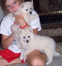 American Eskimo puppies ready Image eClassifieds4u 2